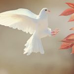 dove-2516641_1280