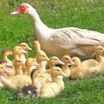 ducklings-chicks-mama-duck-160509