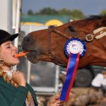 horse-934534_1920
